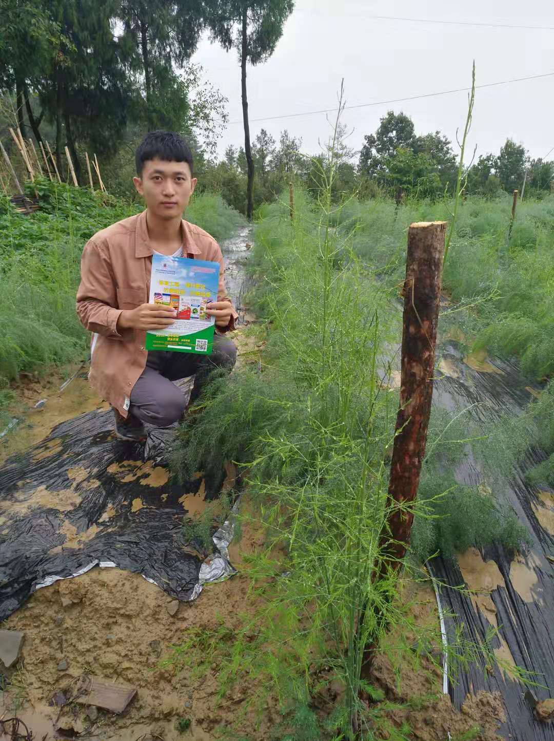 生物有机肥效果回馈