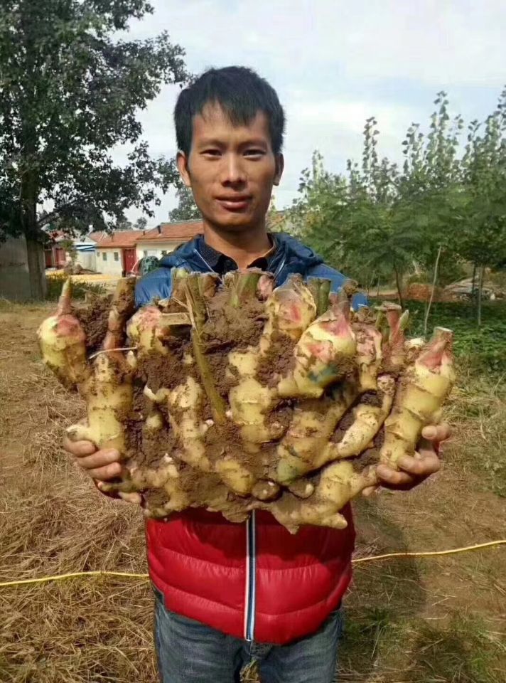 生物有机肥效果回馈